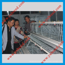 a Type Automatic Poultry Battery Cages